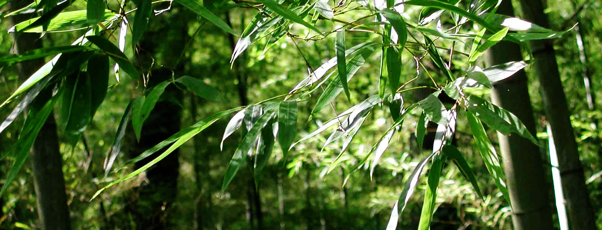 發(fā)現(xiàn)和恩竹刨切板，竹多層板，竹家具板，竹集成材及更多